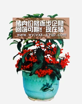 猪肉价格逐步企稳回落可期!现在猪肉价格多少钱一斤了?:访问体验(图2) 多端支持